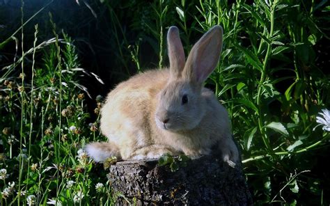 The Flemish Giant Rabbit | Fun Animals Wiki, Videos, Pictures, Stories