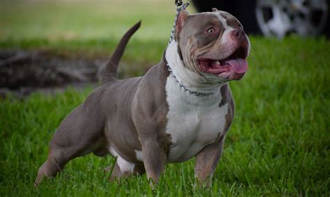 BEST OF THE TRI COLOR AMERICAN BULLY | AMAZING DOG BREED | THE POCKET ...