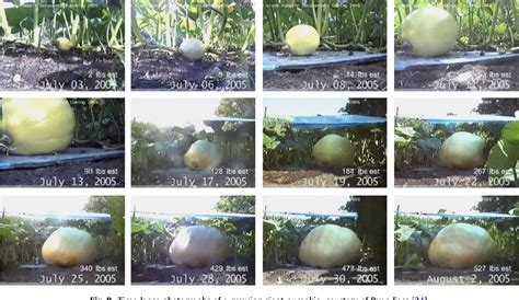 [PDF] The growth of giant pumpkins: How extreme weight influences shape | Semantic Scholar