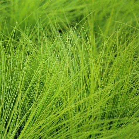 Deschampsia flexuosa ‘AmiLime’ (Wavy Hair Grass) 2L – Urban Plant Life