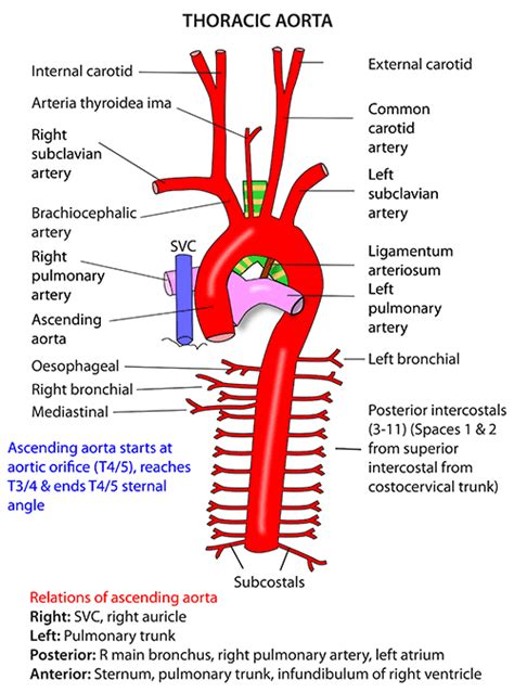 Instant Anatomy - Thorax - Vessels - Arteries - Arch of aorta