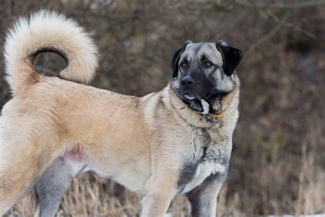 Anatolian Shepherd Dog