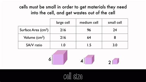 Cell diversity, shape and size - YouTube