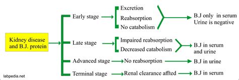 Bence – Jones Proteinuria (B.J. proteinuria) – Labpedia.net