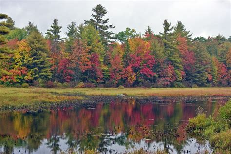 Autumn Forest - New England