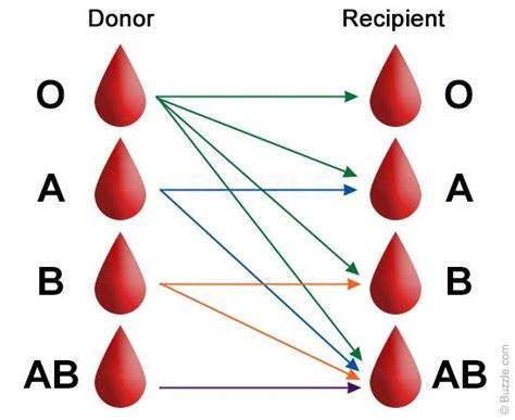 Más de 25 ideas increíbles sobre Blood donor chart en Pinterest