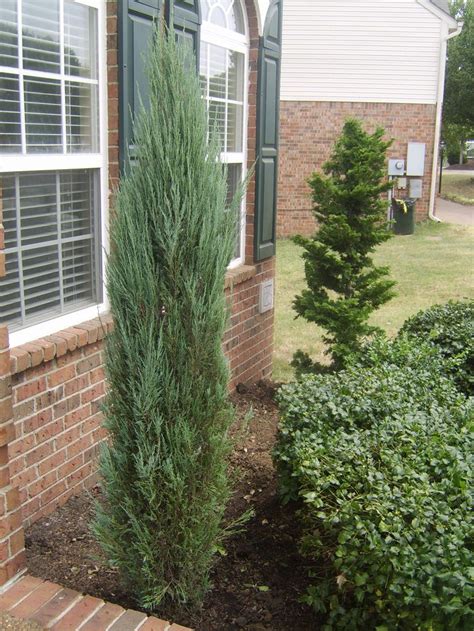 columnar plants for Nashville Landscapes | Blue tree landscaping, Blue ...