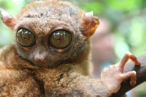 11 Tiny Tarsier Facts - Fact Animal