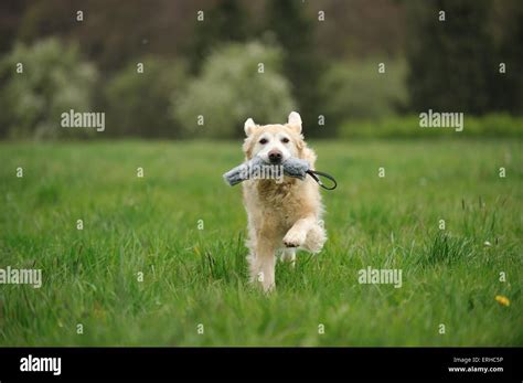 playing Golden Retriever Stock Photo - Alamy