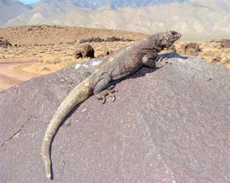 Chuckwalla | lizard | Britannica.com