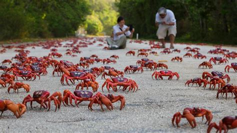 Google’s Christmas Island crabs | KidsNews