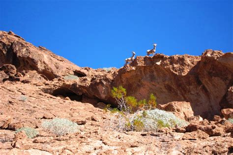 Lake Havasu City's hiking trails feature a wide range of terrain, natural diversity and scenic ...