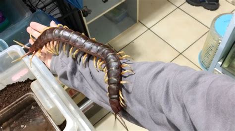 Biggest Millipede In The World