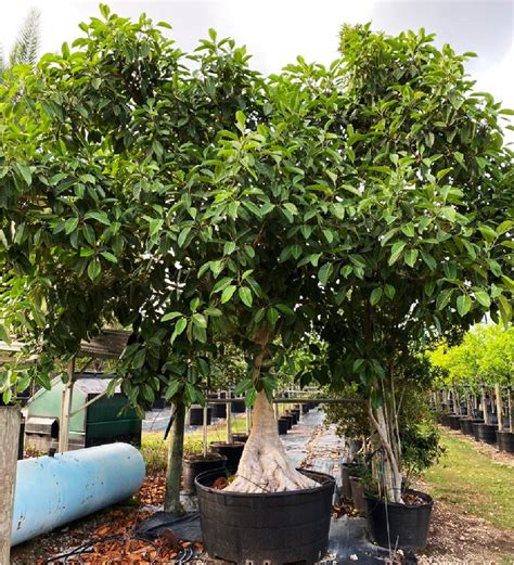 Ficus Aurea | Treeworld Wholesale