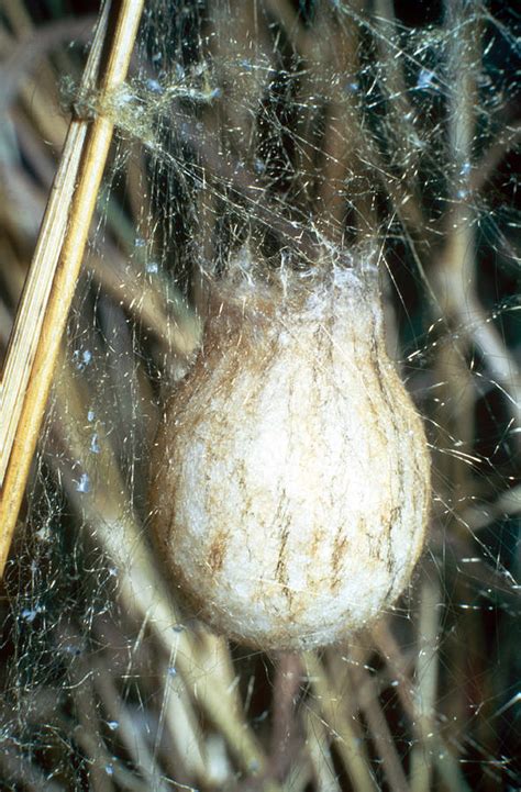 Wasp Spider Nest Photograph by Perennou Nuridsany - Fine Art America