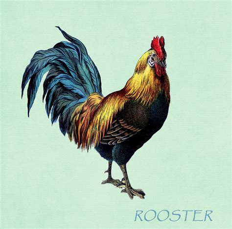 Rooster Vintage Illustration Free Stock Photo - Public Domain Pictures