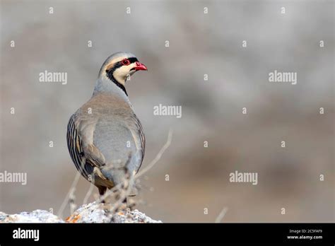 Nature and Partridge. Common bird: Chukar Partridge. Alectoris chukar ...