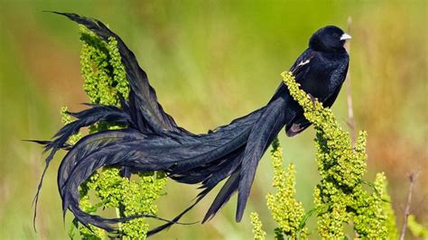 Le secret des plumes «super-noires» des oiseaux de paradis - Faune Sauvage