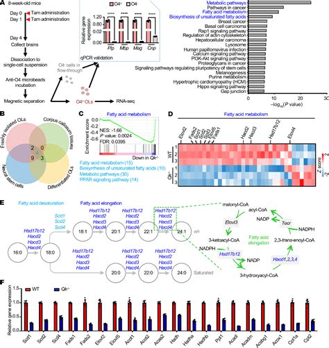 myelin maintenance | Semantic Scholar