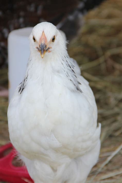 Is this Columbian Wyandotte a rooster or a hen? | BackYard Chickens - Learn How to Raise Chickens