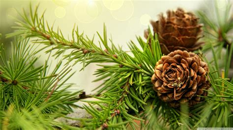 🔥 Free download Pine Cones 4K HD Desktop Wallpaper for 4K Ultra HD TV Dual [2560x1440] for your ...