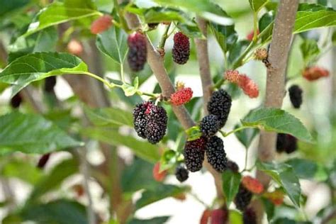 How To Grow And Care For Mulberry Tree (The Right Way)