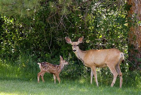 Mule Deer & Fawns Photograph by Swkrullimaging - Fine Art America