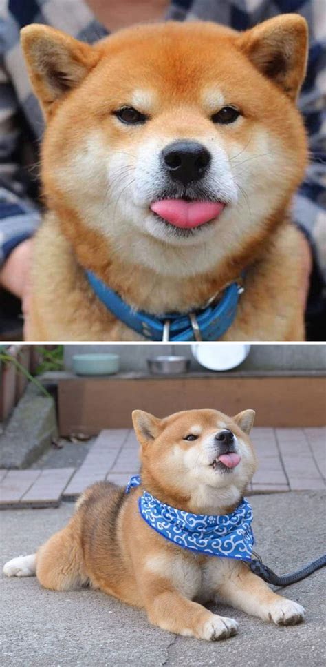 Dog Staring At Camera Meme Shiba - bmp-online