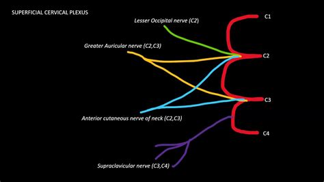 Ultrasound guided Supraclavicular nerve block - YouTube