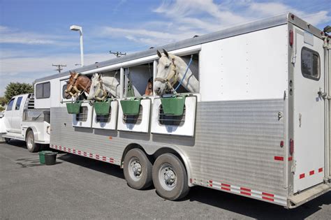 The Basics of Horse Trailers