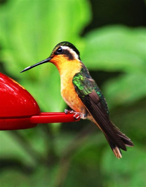 Yellow Hummingbird | Hummingbird pictures, Hummingbird, Hummingbirds ...