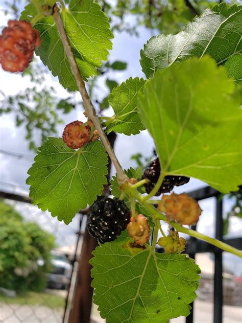 I made a bramble identification guide to take with me foraging. Thought y’all might like it too ...