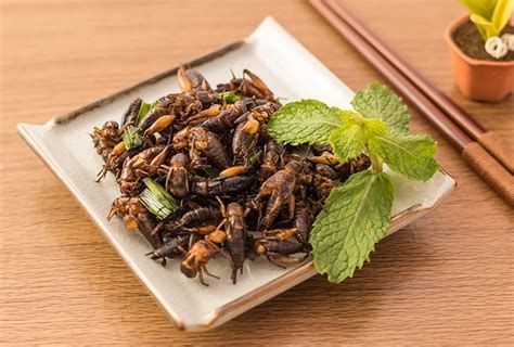 Benefits of Eating Bugs | Top 10 Home Remedies