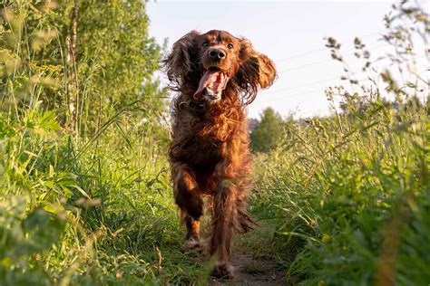 Irish Setters Pros & Cons - Affectionate | Exercise | Training | Recall