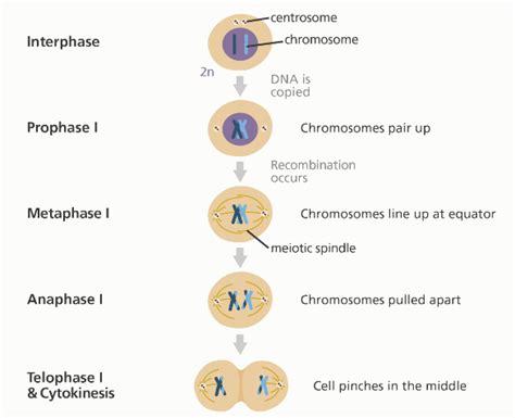 Mitosis And Meiosis Stages