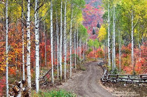 Fall colors in the Wasatch Mountains, Utah | Utah photography, Salt ...