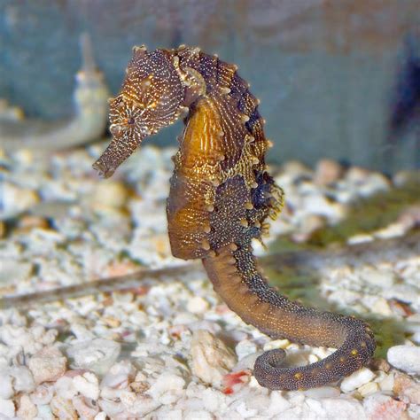 780+ Seahorse Camouflage Stock Photos, Pictures & Royalty-Free Images ...