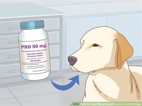 How to Treat Spay Incontinence in Female Dogs: 7 Steps