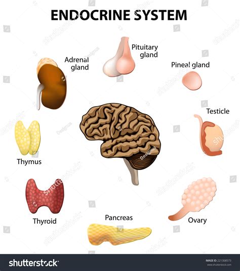 Human Anatomy. Endocrine System (Pituitary Gland, Pineal Gland, Testicle, Ovary, Pancreas ...