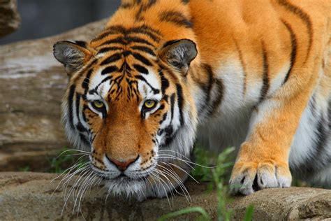 Bengal Tiger Wallpapers - Top Free Bengal Tiger Backgrounds ...