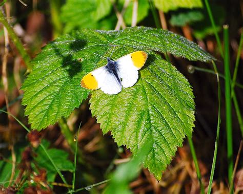 Orange Tip Butterfly High Blantyre Technology Park | Flickr