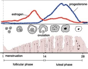 Luteal Phase Deficiency- does it exist? Can it be treated?