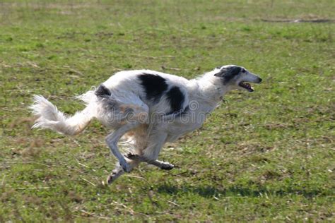 Running borzoi stock image. Image of wolfhound, breed - 8555335