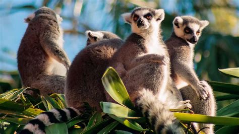 Lemurs, Chameleons, and Songbirds: Madagascar's exclusive wildlife ...