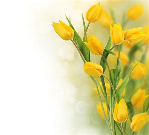 Yellow Tulips Wallpapers - Top Free Yellow Tulips Backgrounds - WallpaperAccess