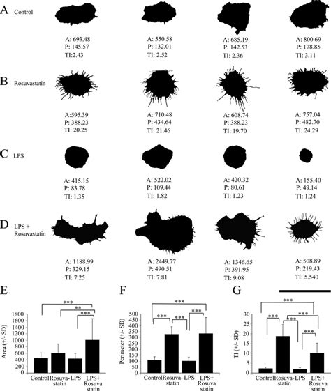 Quantitative analysis of microglial morphology in pure microglial cell... | Download Scientific ...