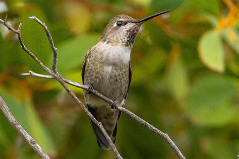 Types of Hummingbirds in North America