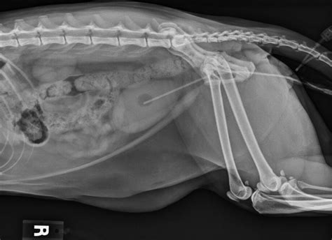 Should I do a decompressive cystocentesis in my blocked cat? | VETgirl Veterinary CE Podcasts ...