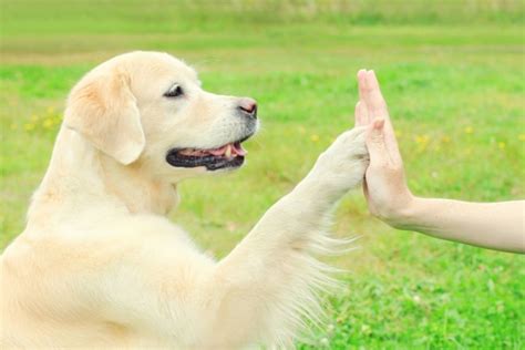 20 Best Advanced Training: Teaching Your Dog Tricks and Complex ...