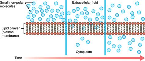 3.1: The Cell Membrane - Medicine LibreTexts